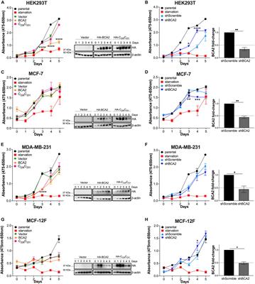 Effects of the SUMO Ligase BCA2 on Metabolic Activity, Cell Proliferation, Cell Migration, Cell Cycle, and the Regulation of NF-κB and IRF1 in Different Breast Epithelial Cellular Contexts